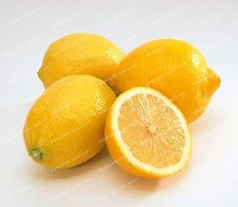5 : Lemon Tree Seeds High Survival Rate Fruit Seeds Balcony Bonsai Plant for Home Garden 20 Pieces/Pack