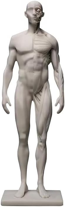 Academic Human Figure Model Sculpture, Human Body Block Study Model, Artistic Drawing Tools for Human Proportions, Perspective and Muscles, 28cm (11'') (Block & Muscle)