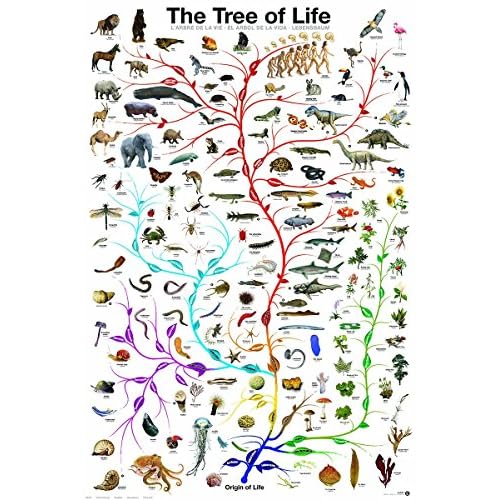 EuroGraphics Laminated Evolution Tree of Life Featuring Charles Darwin Poster Print 24x36